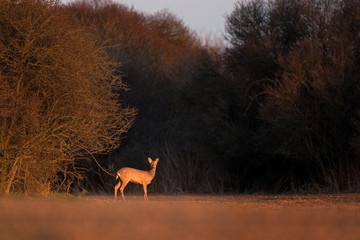 European roe deer, capreolus capreolus