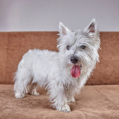 Pet portrait of puppy West Highland White Terrier lying on the couch