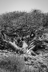 Old twisted tree with spikes in black and white at the Yardie Creek at Cape Range National Park Australia
