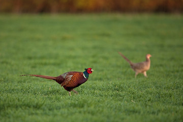 common pheasant, phasianus colchicus