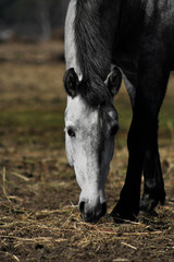 Portrait of a grey andalusian horse grazing in the spring pasture, 