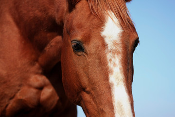 Close up of a chestnt horse's head with white blaze. 