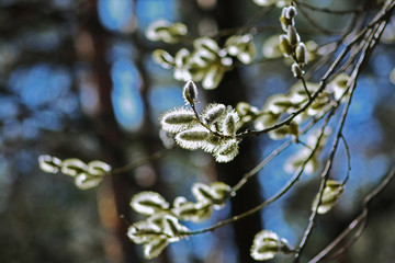 Close up of a blooming willow tree branch with catkins in spring.