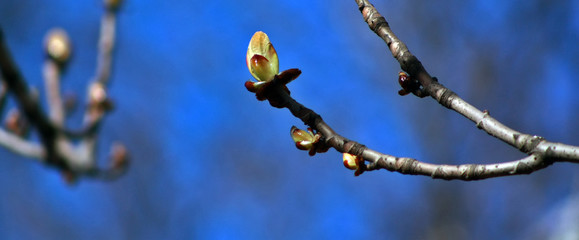 Chestnut tree buds in early spring on blue background.