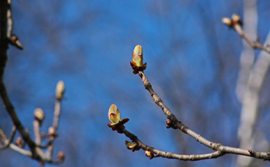 Chestnut tree buds in early spring on blue background.