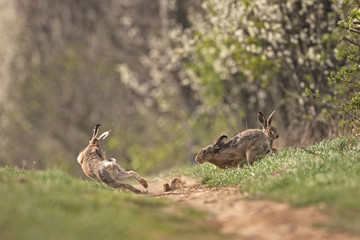 European hare, lepus europaeus