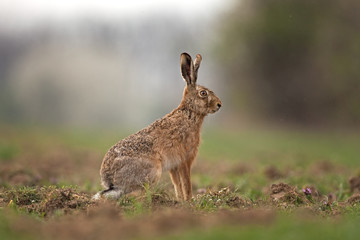 Naklejka na ściany i meble European hare, lepus europaeus