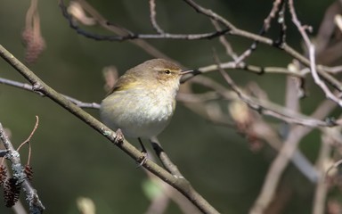 willow warbler - Phylloscopus trochilus