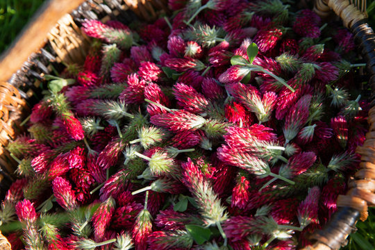 Red Clover in basket - Powered by Adobe