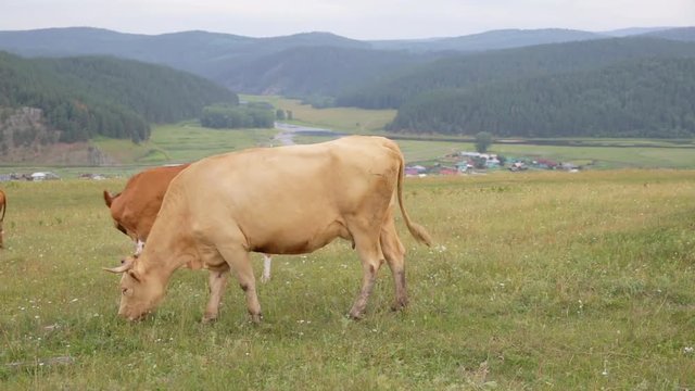 Brown, beige and spotted cows graze in the meadow. Close-up. Village in the valley of the river. Mountains and hills in the background. Country landscape.