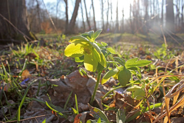 Commonly, hellebores in the begining of the spring