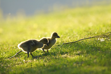 Young Geese on a Meadow