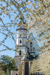 White cherry tree blossoms in front of the St. Thomas Church in Leipzig