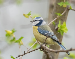 Blaumeise im Baum