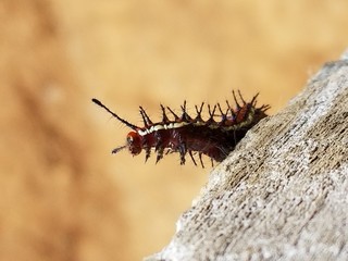 Caterpillar