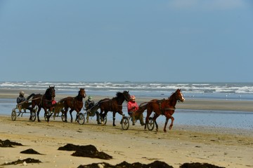 Drivers et chevaux sur la plage