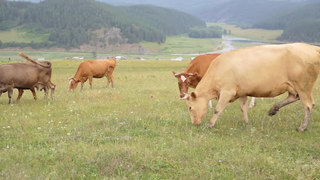 Brown, beige and spotted cows graze in the meadow. Close-up. Village in the valley of the river. Mountains and hills in the background. Country landscape.