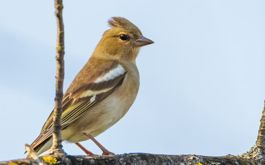 female chaffinch - Fringilla coelebs