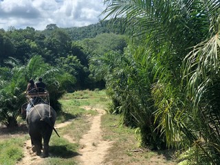 a couple of people riding an elephant during a tour for tourists in the jungle, rear view