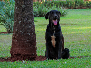big black dog in a park sitting on the grass near a tree