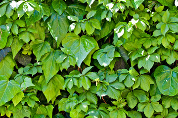 Green leaves pattern background.