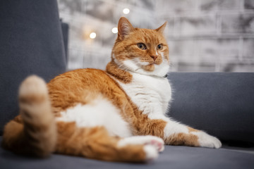Portrait of red white cat