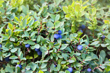 Shrubs with ripe fruit wild blueberry in forest in sunlight