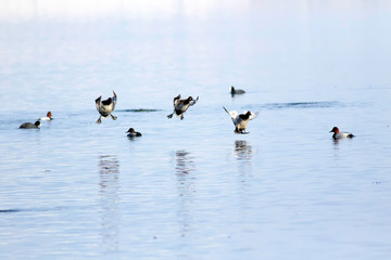 Flying ducks. Winter nature background. Ducks: Common Pochard. Aythya ferina.