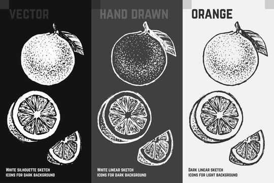 Citrus icons set. Orange fruit sketch