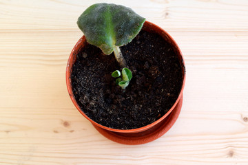 young sprouts of a violet sprouted from one leaf