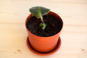 young sprouts of a violet sprouted from one leaf