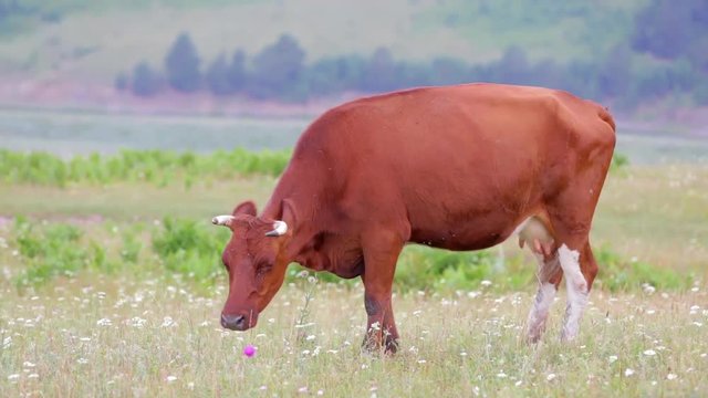 Red cow grazing in the meadow. Side view, close-up. Mountain country landscape.