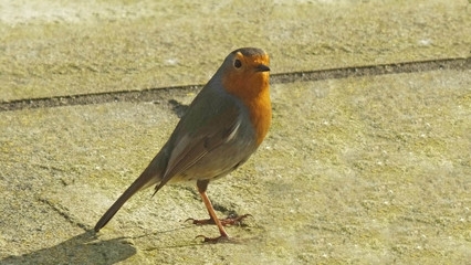 The European robin in UK