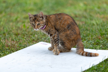 Naklejka premium Holly