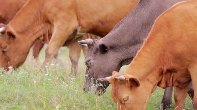 Cows graze in the meadow. Close-up. Grass, flowers and insects.
