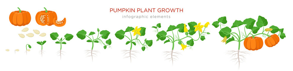 Pumpkin plant growth stages infographic elements in flat design. Planting process of Cucurbita from seeds, sprout to ripe vegetable, plant life cycle isolated on white background vector illustration.