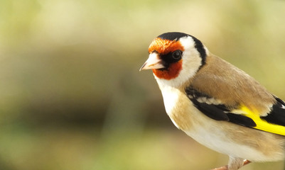 Goldfinch feeding from a Tube peanut seed Feeder