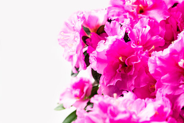 Fototapeta na wymiar Azalea flower on light background