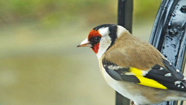 Goldfinch feeding from a Tube peanut seed Feeder