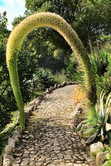 Flowering Agave attenuata in the garden