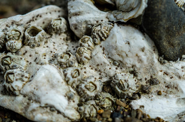 Shellfish shells an Point Whitney on the Hood Canal of Washington's Olympic Peninsula