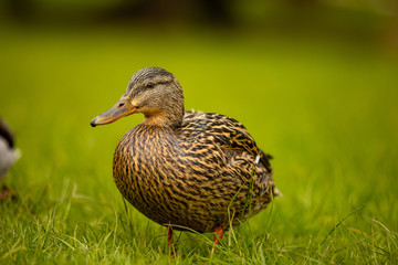 Portrait of wild female duck or mallard or Anas platyrhynchos in the city park on the ground grass in Prague