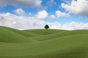 green field with a  tree on blue cloudy sky background