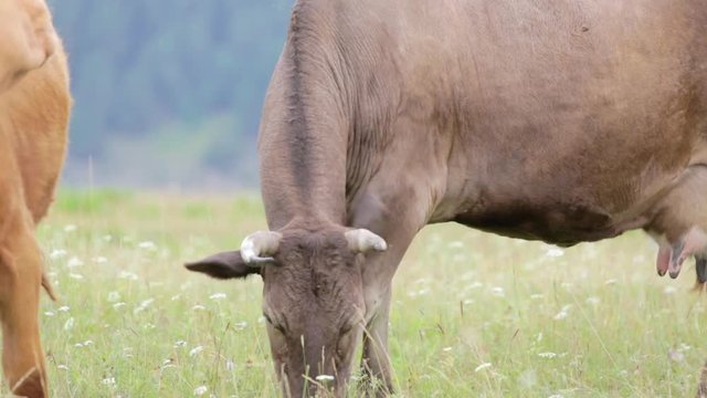 Two cows graze in the meadow. Close-up. Grass and insects.