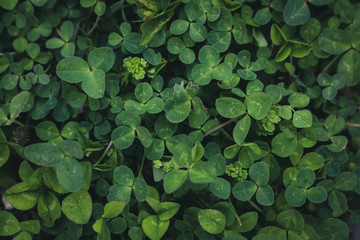 green grass with three leaves