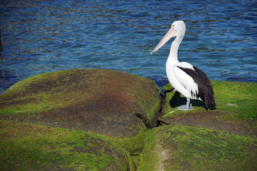 View of a wild Australian Pelican water bird on a rock in the Sydney Harbour, Australia