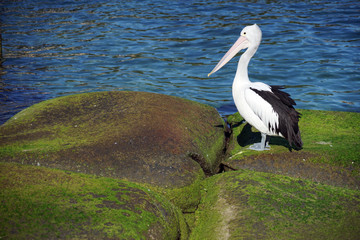 Fototapeta na wymiar View of a wild Australian Pelican water bird on a rock in the Sydney Harbour, Australia