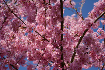 cherry blossoms on a background of blue sky (sakura)