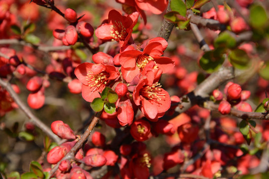 quince flowers in a garden