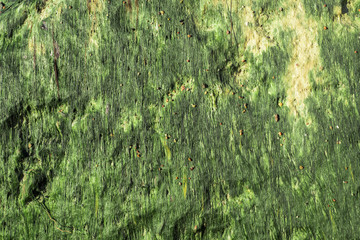 The  rock was covered by mosses. Stones covered with green sea grass.